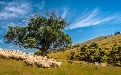 The Shepherd in the Tree